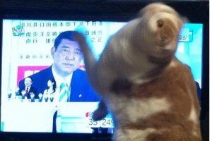 A cat goes crazy when it sees a picture of LDP politician Ishiba Shigeharu