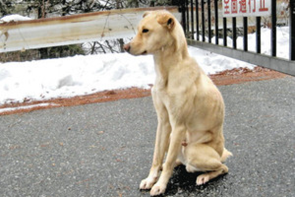 The dog waiting for its owner in Iida City, Nagano Prefecture