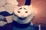Sam, the cat with eyebrows, is the toast of Japanese netizens.