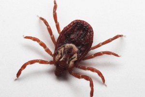 Killer ticks in Japan spread SFTS virus