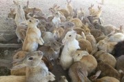 The rabbits at "Rabbit Island" Japan