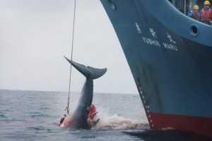 Japan is ordered to stop whaling by International Court of Justice.