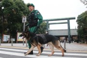 A sniffer dog at the Yasukini Shrine following explosion